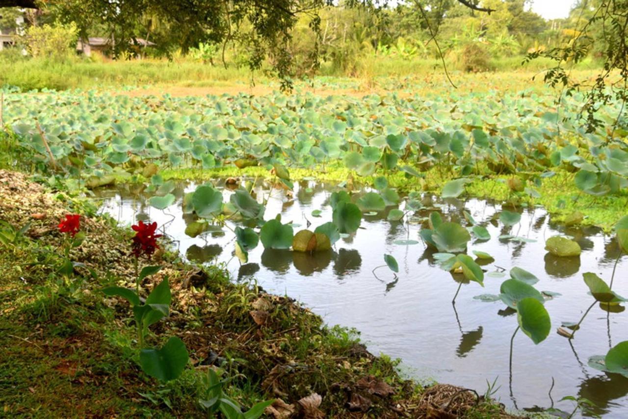 Meegahapokuna Resort Anuradhapura Eksteriør bilde