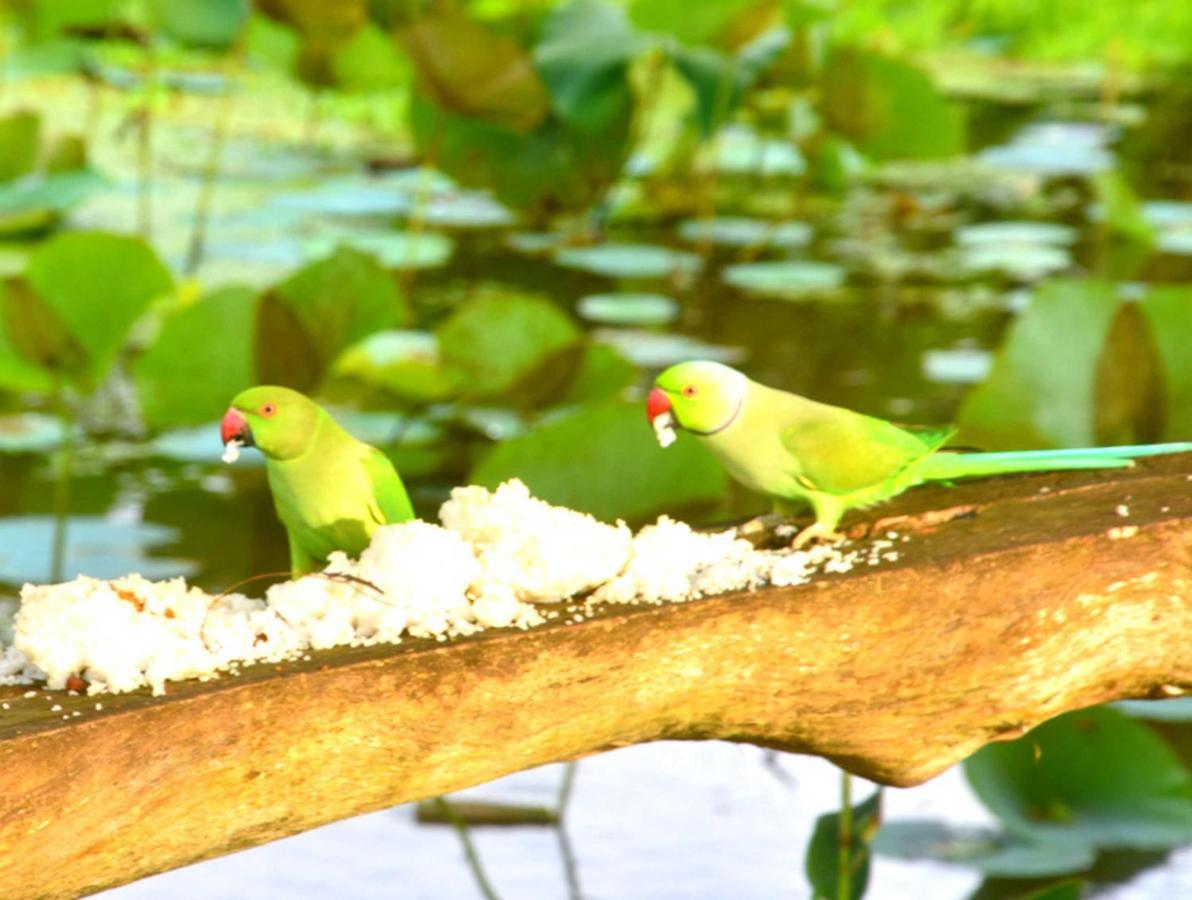 Meegahapokuna Resort Anuradhapura Eksteriør bilde